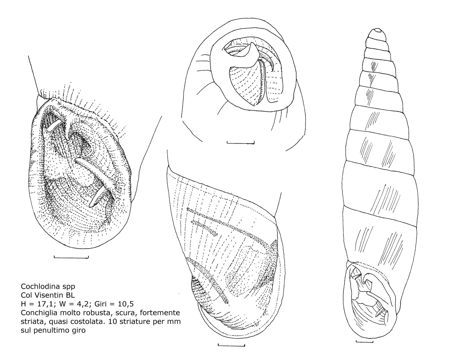 Alla ricerca della Cochlodina dubiosa